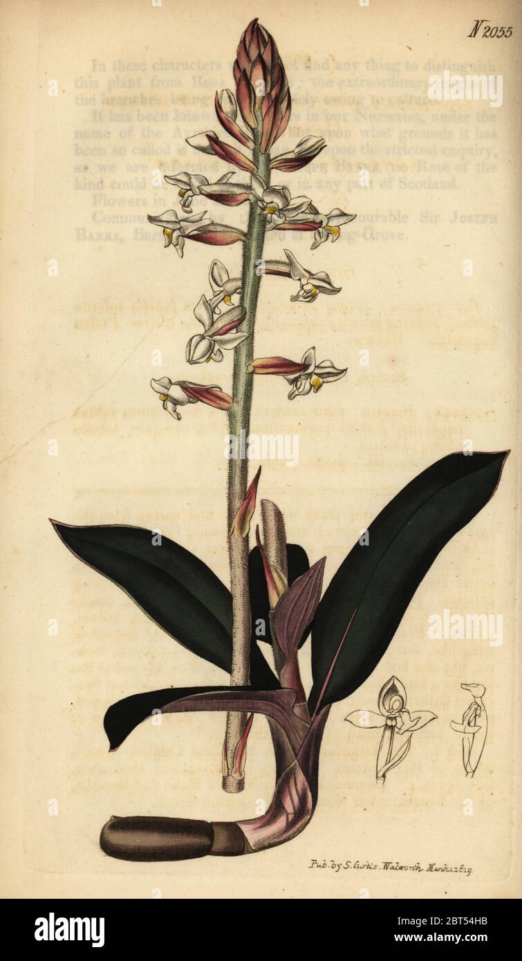 Jewel orchid, Ludisia discolor (Goodyera discolor). Handcoloured copperplate engraving from Samuel Curtis' Botanical Magazine, London, 1819. Stock Photo