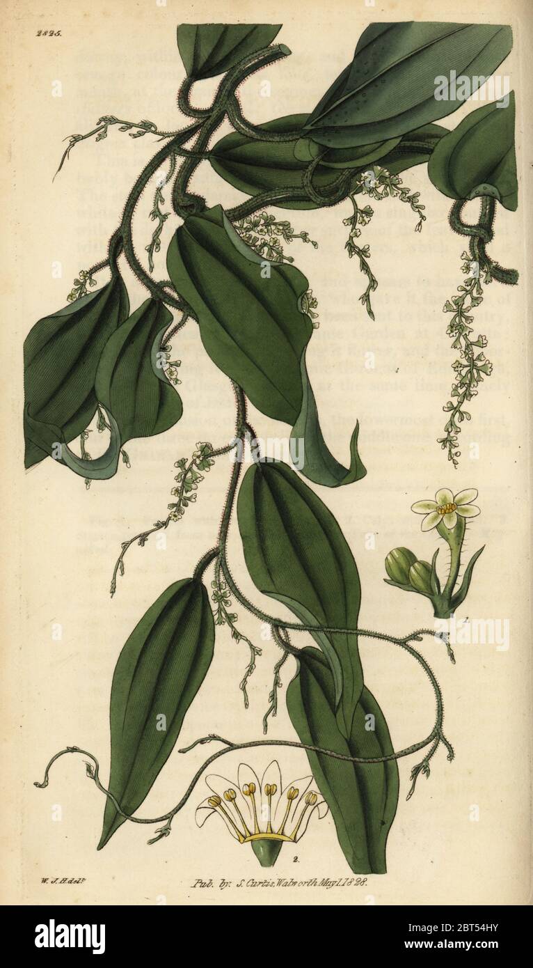 Yam or cinnamon-leaved dioscorea, Dioscorea cinnamonifolia. Handcoloured copperplate engraving by Swan after an illustration by William Jackson Hooker from Samuel Curtis' Botanical Magazine, London, 1828. Stock Photo