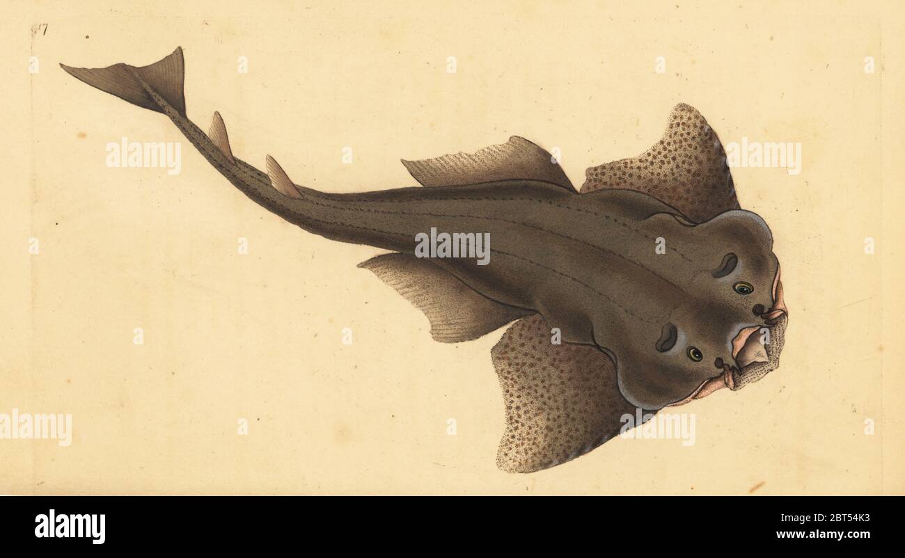 Angelshark, Squatina squatina. Critically endangered. (Angel shark, Squallus squatinus). Handcoloured copperplate drawn and engraved by Edward Donovan from his Natural History of British Fishes, Donovan and F.C. and J. Rivington, London, 1802-1808. Stock Photo