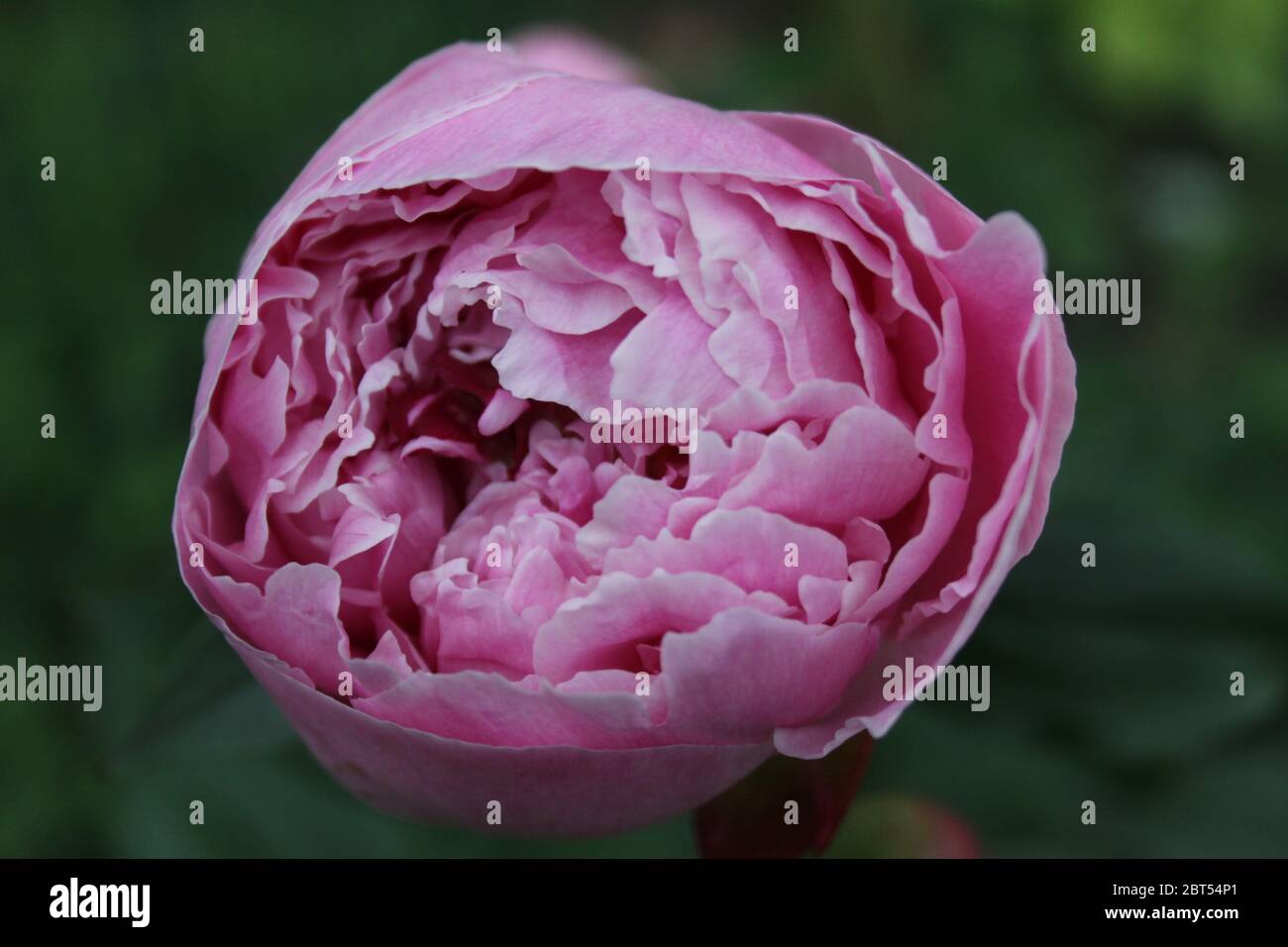 Tight cluster of Pink Peony petals. Stock Photo