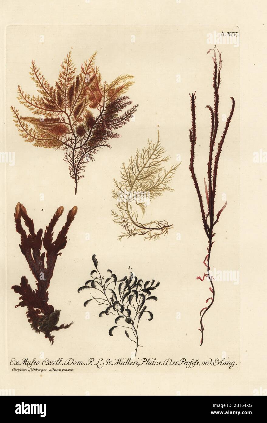 Fine coral from the Cape of Good Hope 1, sea fan, Keratophyton album 2, sea moss, Fucus longifoliis simbriatus 3, sea moss, Lichenastrum 4, and sea fir, Sertularia pennata 5. Handcoloured copperplate engraving after an illustration by Christian Leinberger from Georg Wolfgang Knorr's Deliciae Naturae Selectae of Kabinet van Zeldzaamheden der Natuur, Blusse and Son, Nuremberg, 1771. Specimens from a Wunderkammer or Cabinet of Curiosities of P.L. Muller. Stock Photo