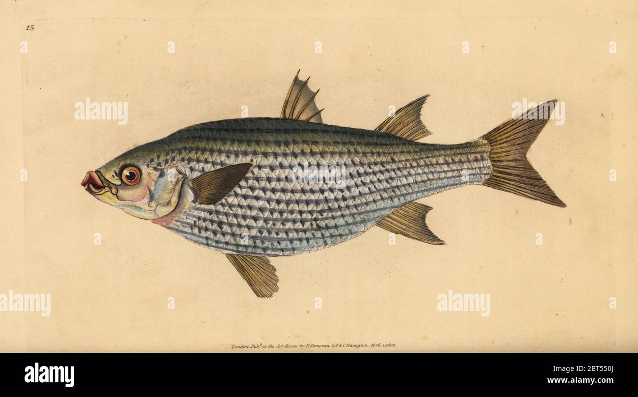 Flathead mullet, Mugil cephalus. Handcoloured copperplate drawn and engraved by Edward Donovan from his Natural History of British Fishes, Donovan and F.C. and J. Rivington, London, 1802-1808. Stock Photo