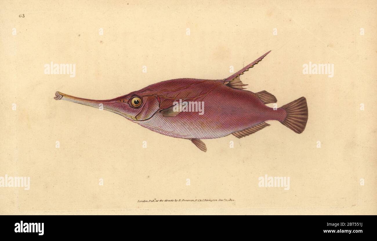 Pink Snipefish Longspine snipefish, Macroramphosus scolopax (Snipe or trumpet fish ...