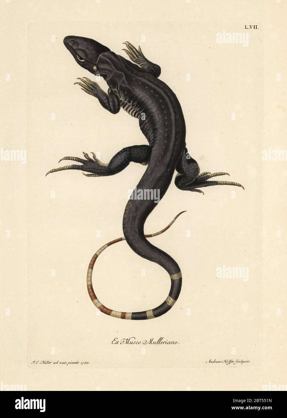 Monitor lizard, Varanus species. Handcoloured copperplate engraving by Andreas Hoffer after an illustration by Johann Christoph Keller from Georg Wolfgang Knorr's Deliciae Naturae Selectae of Kabinet van Zeldzaamheden der Natuur, Blusse and Son, Nuremberg, 1771. Specimens from a Wunderkammer or Cabinet of Curiosities owned by P.L. Muller. Stock Photo