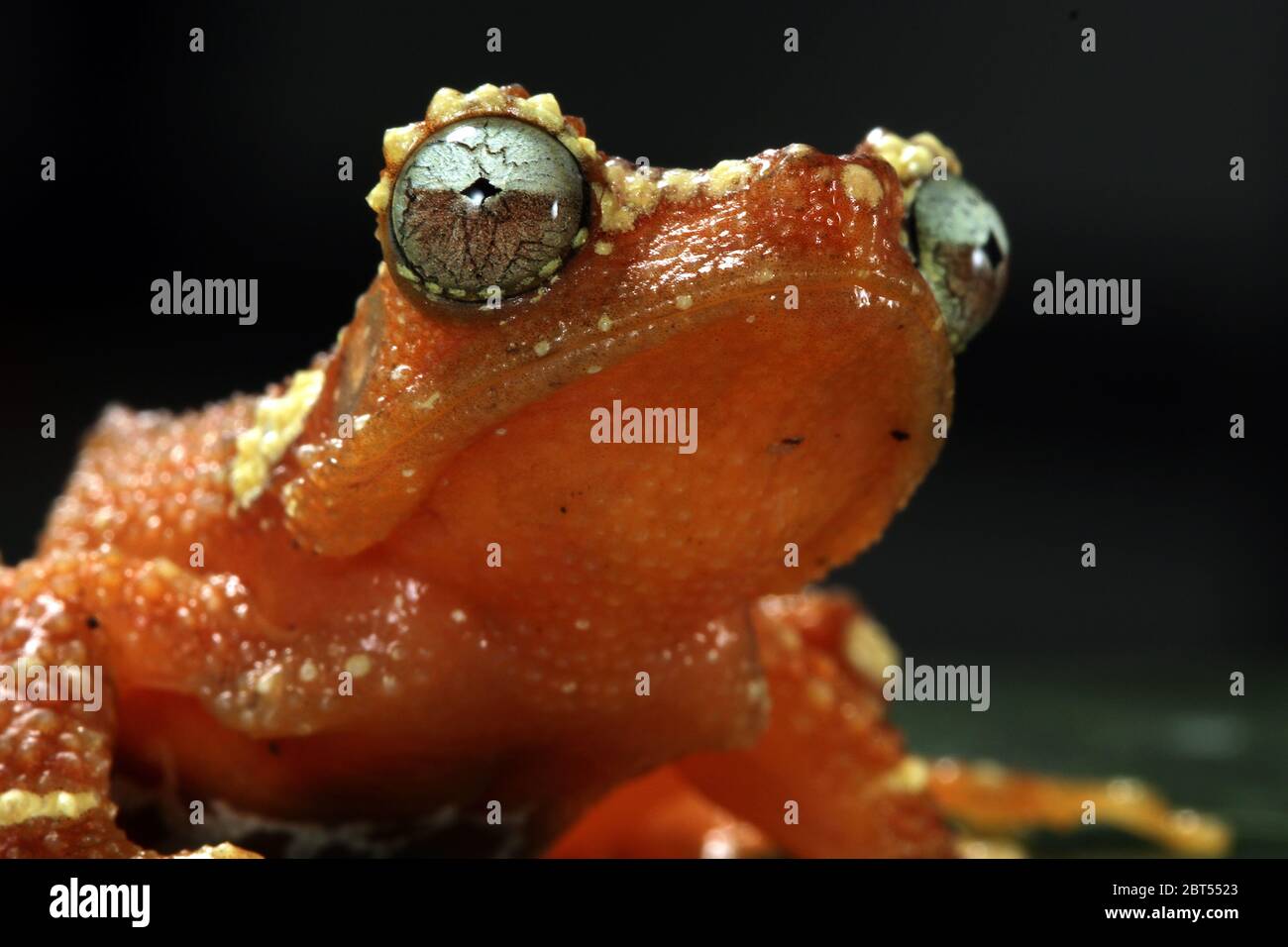 Close-up portrait of a Pearly Tree Frog, Indonesia Stock Photo
