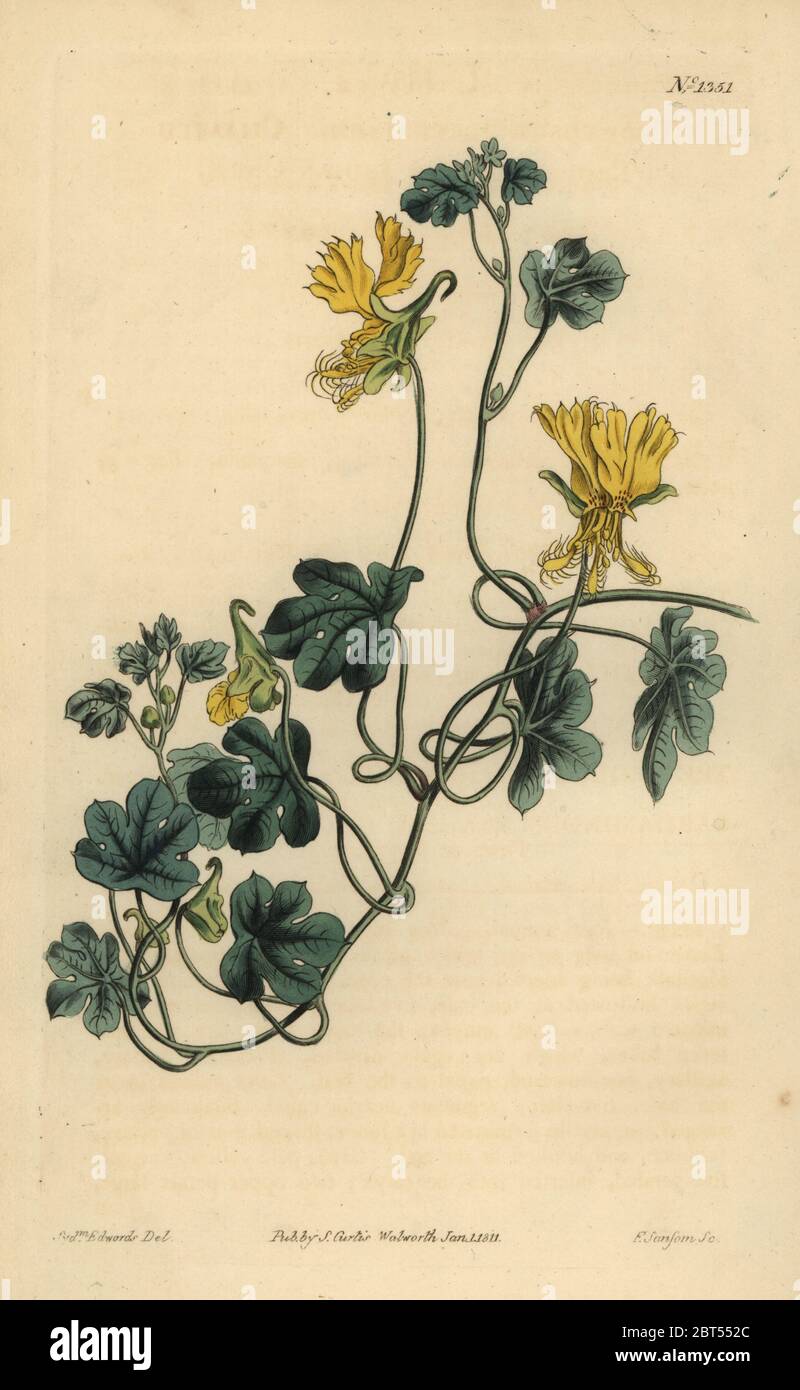 Canary creeper, Indian cress or ciliated tropaeolum, Tropaeolum peregrinum. Handcoloured copperplate engraving by F. Sansom after an illustration by Sydenham Edwards from William Curtis' The Botanical Magazine, London, 1811. Stock Photo