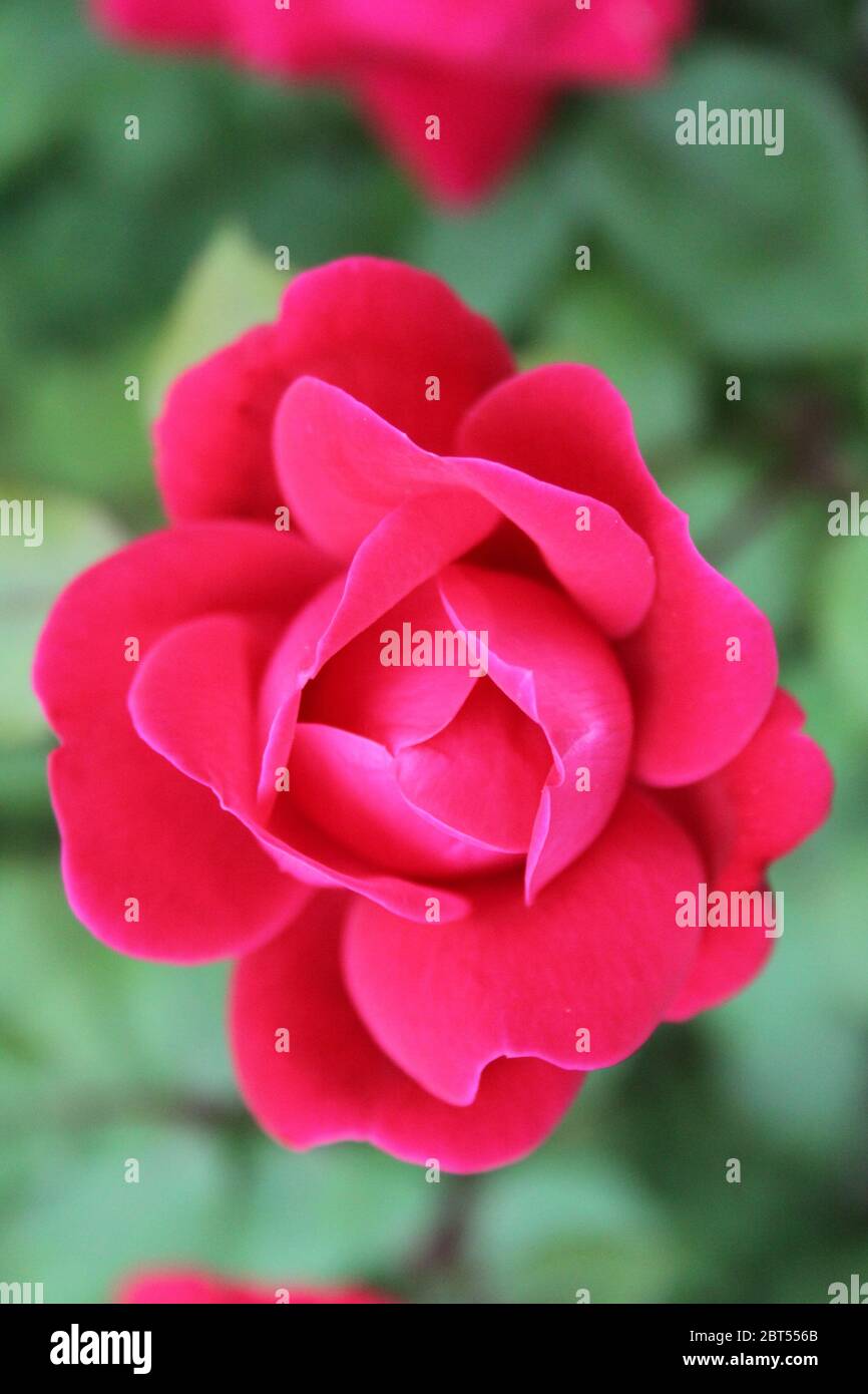 Red Roses in Bloom Stock Photo - Alamy