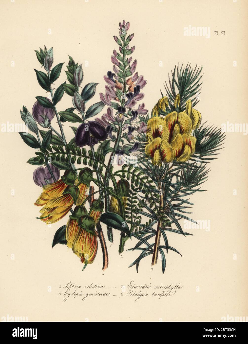 Velvet-leaved sophora, Sophora velutina, small-leaved edwardsia, Edwardsia microphylla, broom-like cyclopia, Cyclopia genistoides, and box-leaved podalyria, Podalyria buxifolia. Handfinished chromolithograph by Noel Humphreys after an illustration by Jane Loudon from Mrs. Jane Loudon's Ladies Flower Garden or Ornamental Greenhouse Plants, William S. Orr, London, 1849. Stock Photo