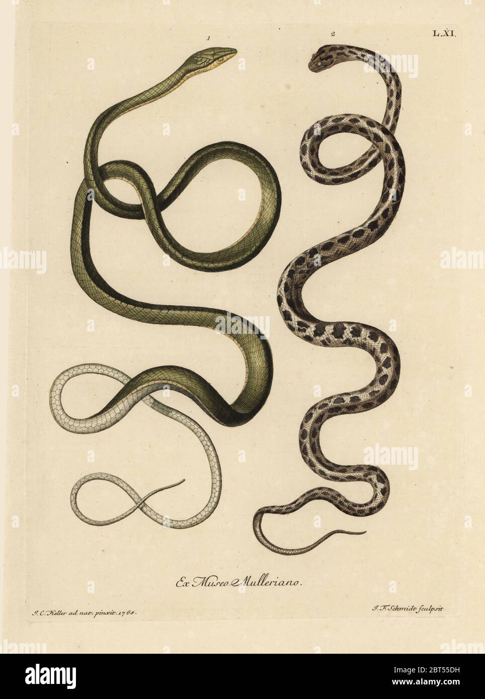 Two Suriname snakes: Green snake (Malayan green whipsnake, Ahaetulla mycterizans?) and checkered garter snake, Thamnophis marcianus. Le serpent verd de Surinam, Coluber mycterizans, serpent blanc elegamment tachete de noir en echiquier. Handcoloured copperplate engraving by Johann Friedrich Schmidt after an illustration from nature by Johann Christoph Keller from Georg Wolfgang Knorr's Deliciae Naturae Selectae of Kabinet van Zeldzaamheden der Natuur, Blusse and Son, Nuremberg, 1771. Specimens from a Wunderkammer or Cabinet of Curiosities owned by Dr. Christoph Jacob Trew in Nuremberg. Stock Photo