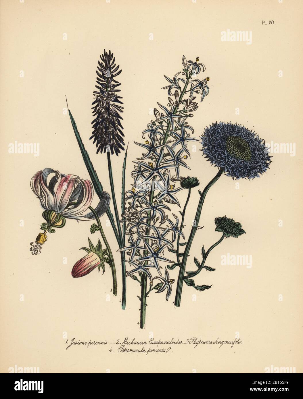 Perennial sheep scabious, Jasione perennis, campanula-like michauxia, Michauxia campanuloides, scorzonera-leaved rampion, Phyteuma scorzonerifolium, and winged candiot rampion, Petromarula pinnata. Handfinished chromolithograph by Henry Noel Humphreys after an illustration by Jane Loudon from Mrs. Jane Loudon's Ladies Flower Garden of Ornamental Perennials, William S. Orr, London, 1849. Stock Photo