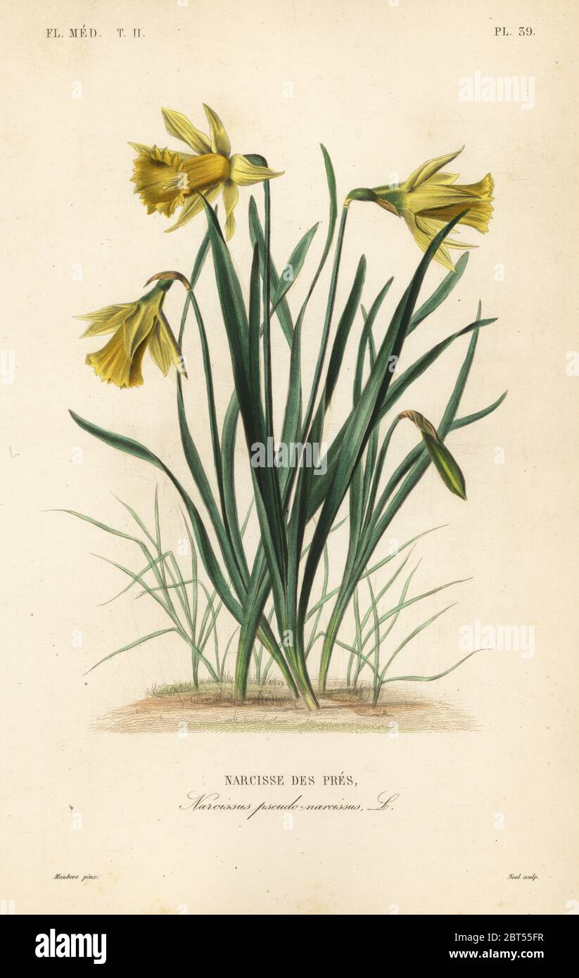 Wild daffodil or Lent lily, Narcissus pseudonarcissus, Narcissus pseudo-narcissus, Narcisse des pres. Handcoloured steel engraving by Alphonse-Leon Noel after a botanical illustration by Edouard Maubert from Pierre Oscar Reveil, A. Dupuis, Fr. Gerard and Francois Herincqs La Regne Vegetal: Flore Medicale, L. Guerin, Paris, 1864-1871. Stock Photo