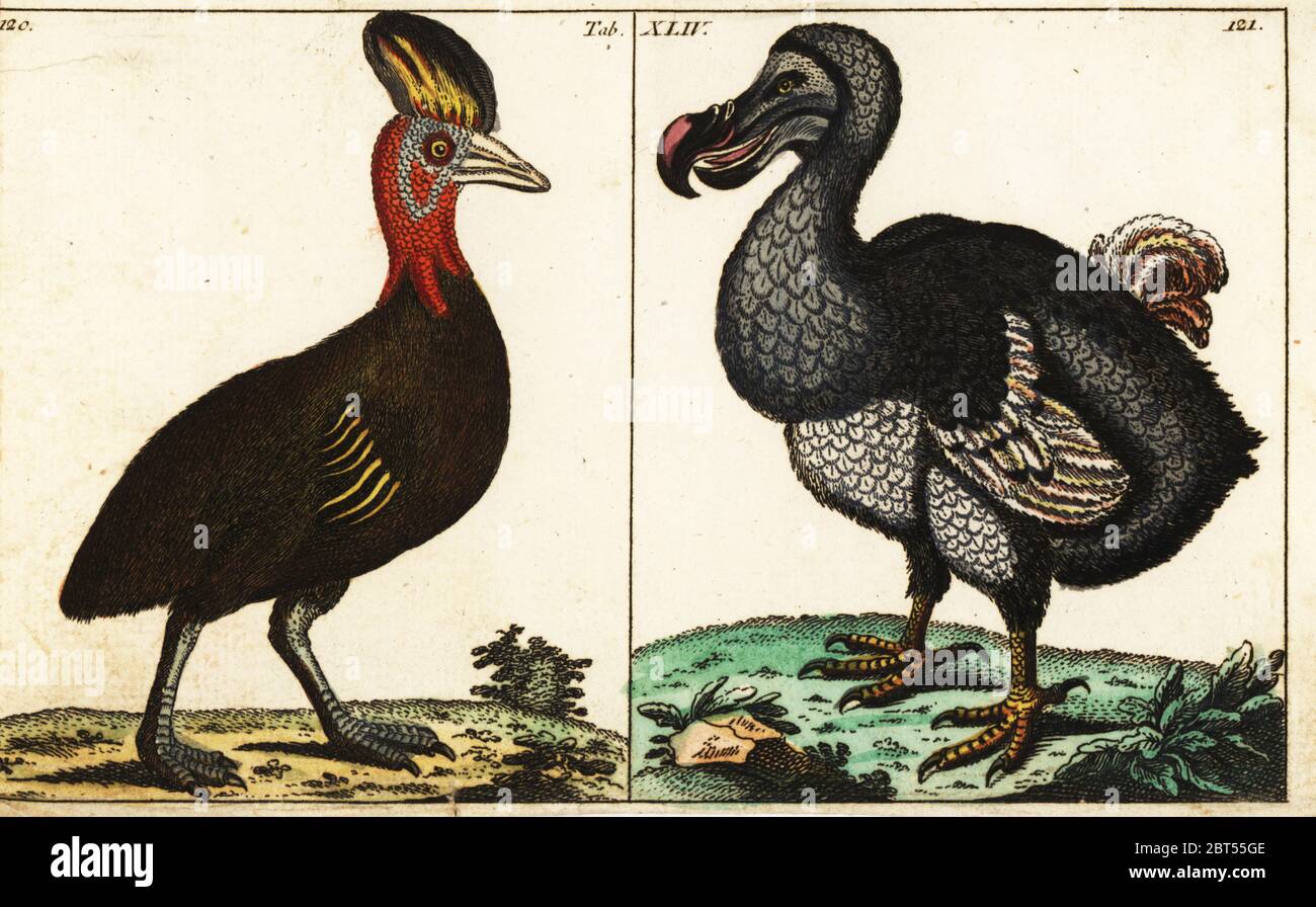 Northern cassowary, Casuarius unappendiculatus, and extinct dodo, Raphus cucullatus. Handcolored copperplate engraving from G. T. Wilhelm's Encyclopedia of Natural History, Augsburg, Germany, 1794. Gottlieb Tobias Wilhelm (1758-1811) was a Bavarian clergyman and naturalist known as the German Buffon. Stock Photo