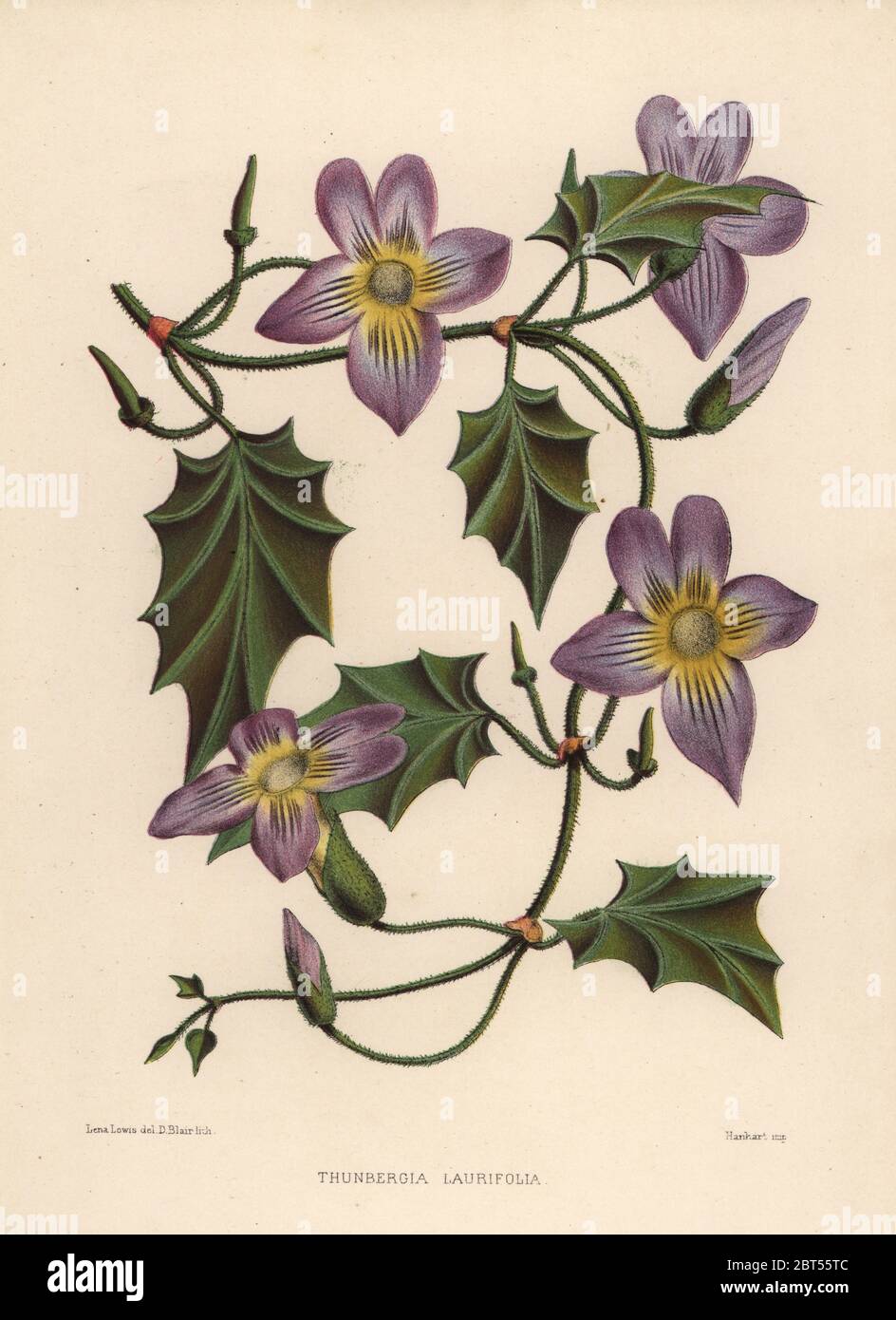 Laurel clockvine or blue trumpet vine, Thunbergia laurifolia. Handcoloured lithograph by D. Blair after an illustration by Lena Lowis from her Familiar Indian Flowers with Coloured Plates, L. Reeve, London, 1878. Lena Lowis, formerly Selena Caroline Shakespear (1845-1919), was a British woman artist who traveled to India with her husband Lt.-Col. Ninian Lowis. Stock Photo