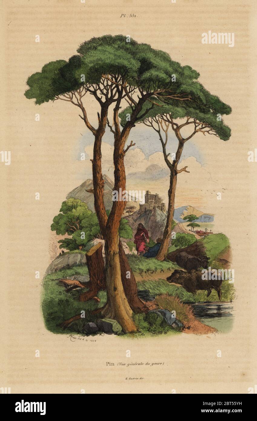 Stone pine, Pinus pinea, Pin. Handcoloured steel engraving drawn and engraved by Adolph Fries from Felix-Edouard Guerin-Meneville's Dictionnaire Pittoresque d'Histoire Naturelle (Picturesque Dictionary of Natural History), Paris, 1834-39. Stock Photo