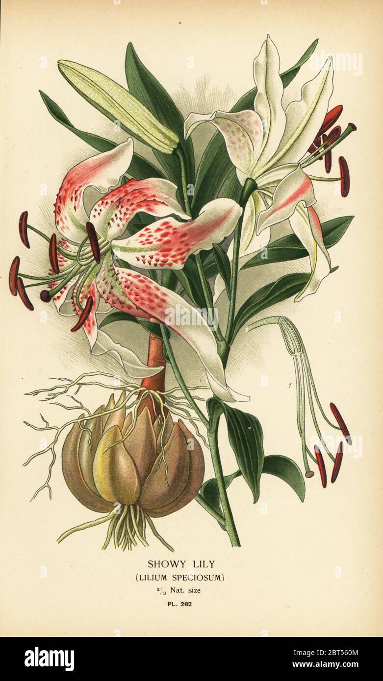 Showy lily, Lilium speciosum. Chromolithograph from an illustration by Desire Bois from Edward Steps Favourite Flowers of Garden and Greenhouse, Frederick Warne, London, 1896. Stock Photo