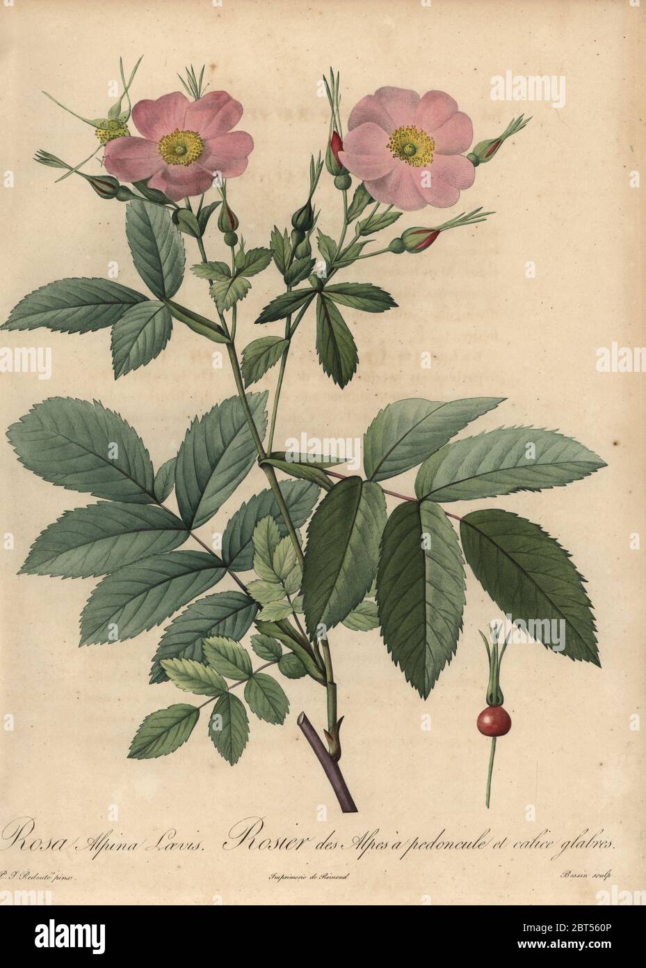 Pink alpine rose, Rosa pendulina. Rosa alpina Laevis, Rosier des Alpes a pedoncule et calice glabres. Stipple copperplate engraving by Rosine-Antoinette Bessin handcoloured a la poupee after a botanical illustration by Pierre-Joseph Redoute from the first folio edition of Les Roses, Firmin Didot, Paris, 1817. Stock Photo