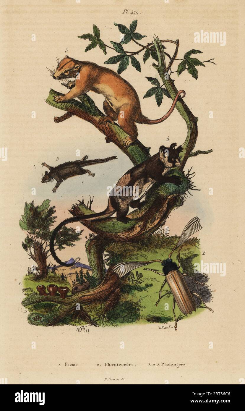 Northern common cuscus, Phalanger orientalis 3, yellow-bellied glider, Petaurus australis 4, feathertail glider, Acrobates pygmaeus 5, Peziza fungi 1 and Psygmatocerus wagleri beetle 2. Pezize, Phaenicocere, Phalangers. Handcoloured steel engraving by du Casse after an illustration by Adolph Fries from Felix-Edouard Guerin-Meneville's Dictionnaire Pittoresque d'Histoire Naturelle (Picturesque Dictionary of Natural History), Paris, 1834-39. Stock Photo