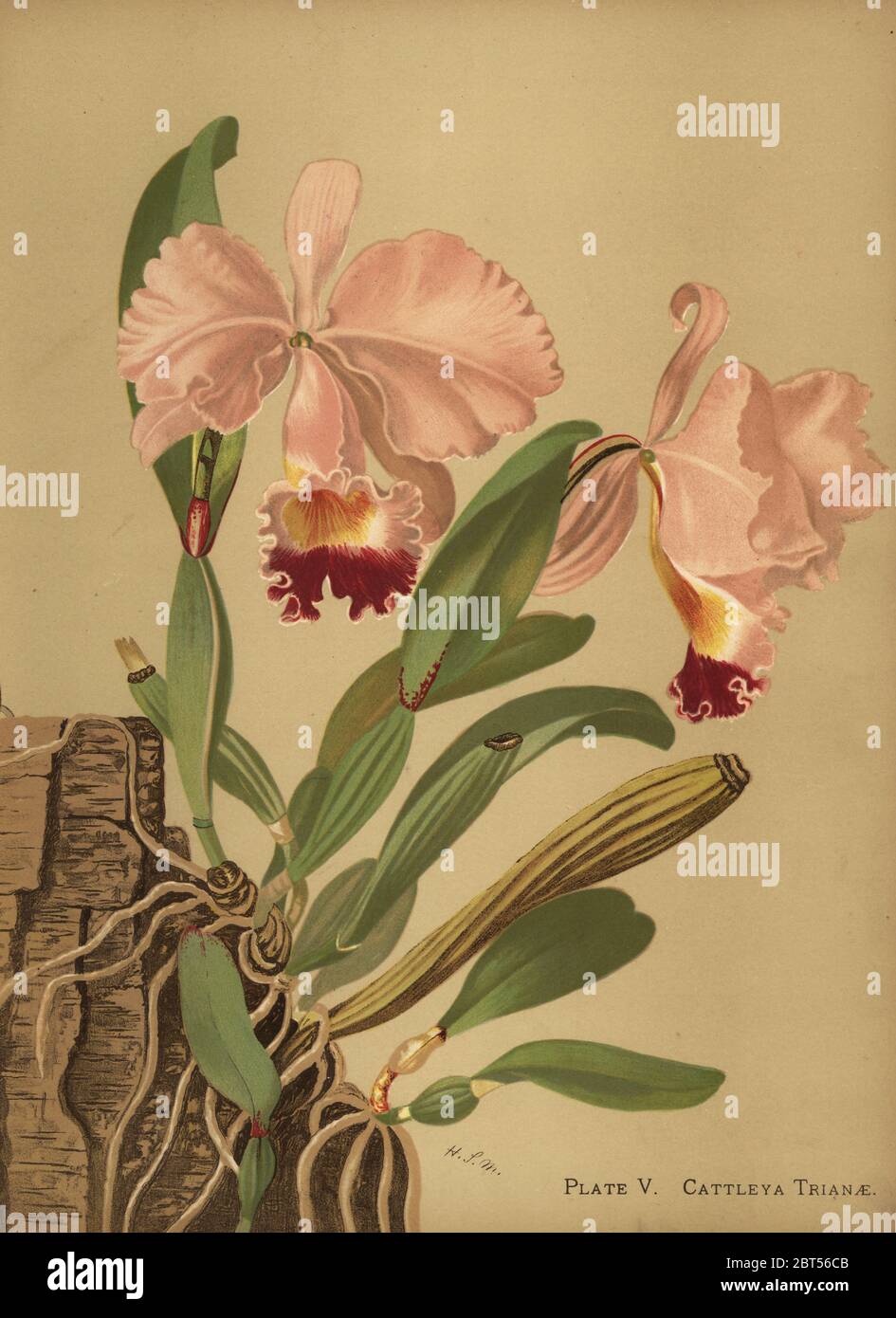 Flor de Mayo or Christmas orchid, Cattleya trianae. Chromolithograph by Hatch Company after a botanical illustration by Harriet Stewart Miner from Orchids, the Royal Family of Plants, Lee & Shepard, Boston, 1885. The first American color plate book on orchids by woman botanist Miner. Stock Photo