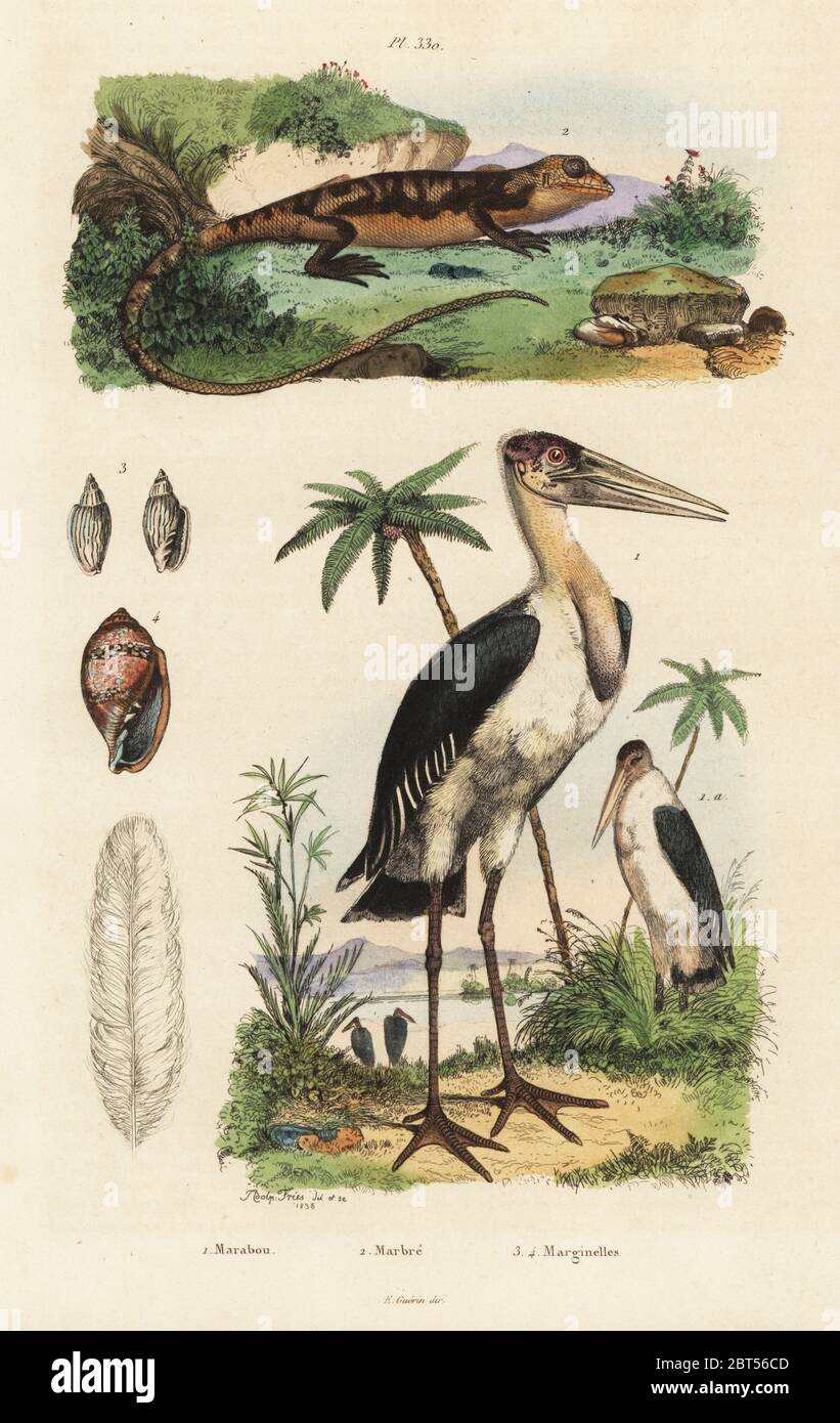 Greater adjutant, Leptoptilos dubius endangered 1, many-colored bush anole, Polychrus marmoratus 2, and margin snail, Marginella cleryi 3. Lacerta marmorata Marabou, Marbre, Marginelles. Handcoloured steel engraving after an illustration by Adolph Fries from Felix-Edouard Guerin-Meneville's Dictionnaire Pittoresque d'Histoire Naturelle (Picturesque Dictionary of Natural History), Paris, 1834-39. Stock Photo