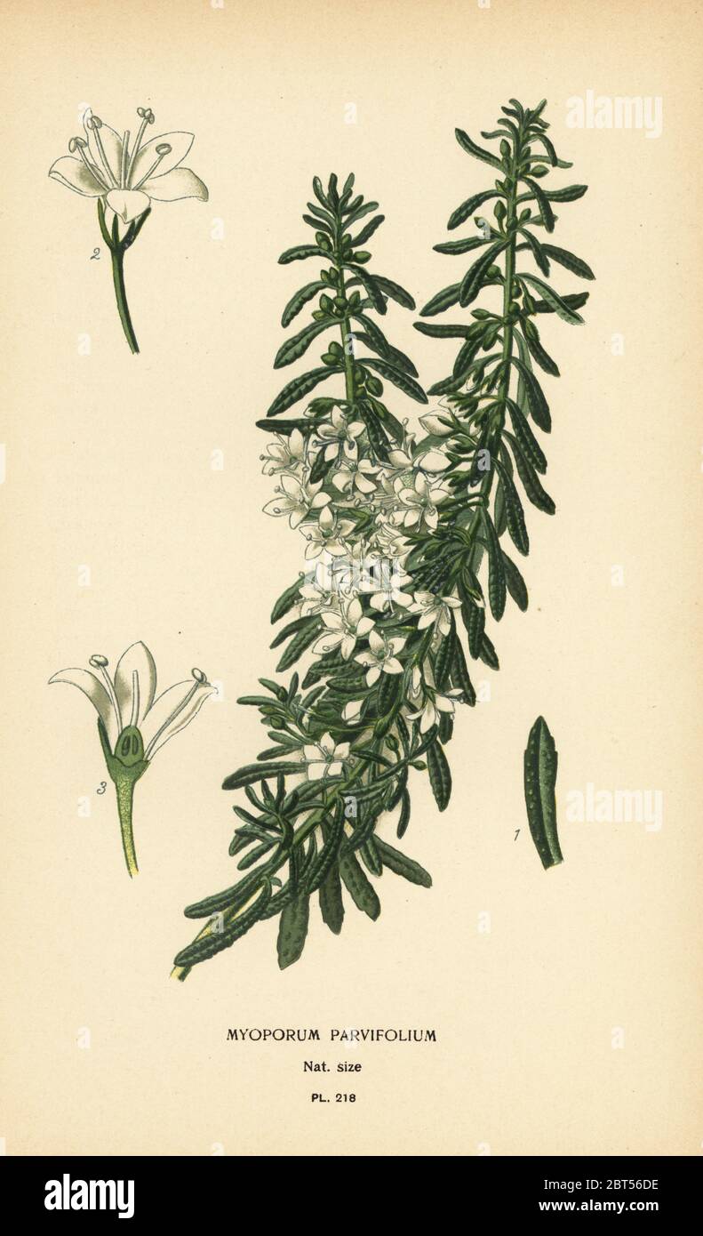 Creeping boobialla, Myoporum parvifolium. Chromolithograph from an illustration by Desire Bois from Edward Steps Favourite Flowers of Garden and Greenhouse, Frederick Warne, London, 1896. Stock Photo