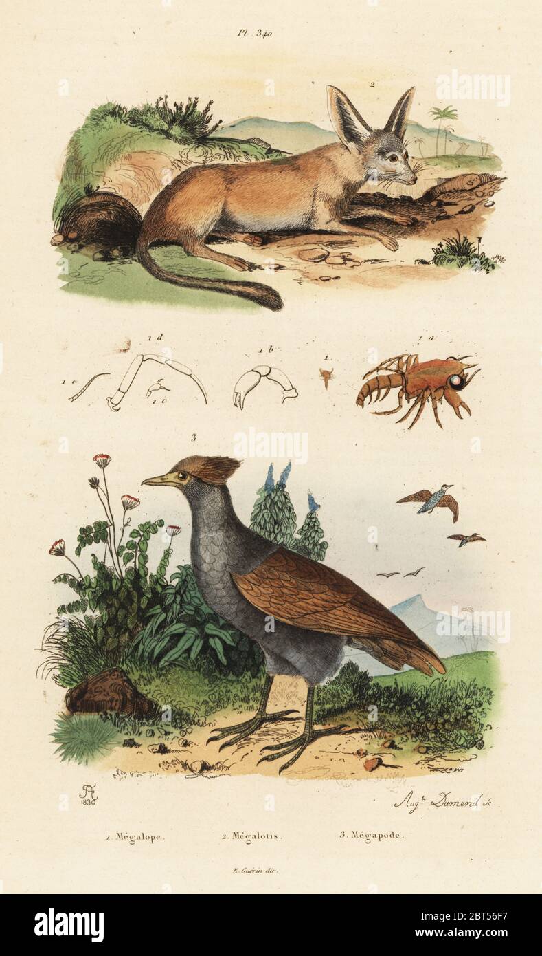Shore crab, Carcinus maenas 1, fennec fox, Vulpes zerda 2, and New Guinea scrubfowl, Megapodius decollatus 3. Megalope, Megalotis, Megapode. Handcoloured steel engraving by Auguste Dumeril after an illustration by Adolph Fries from Felix-Edouard Guerin-Meneville's Dictionnaire Pittoresque d'Histoire Naturelle (Picturesque Dictionary of Natural History), Paris, 1834-39. Stock Photo