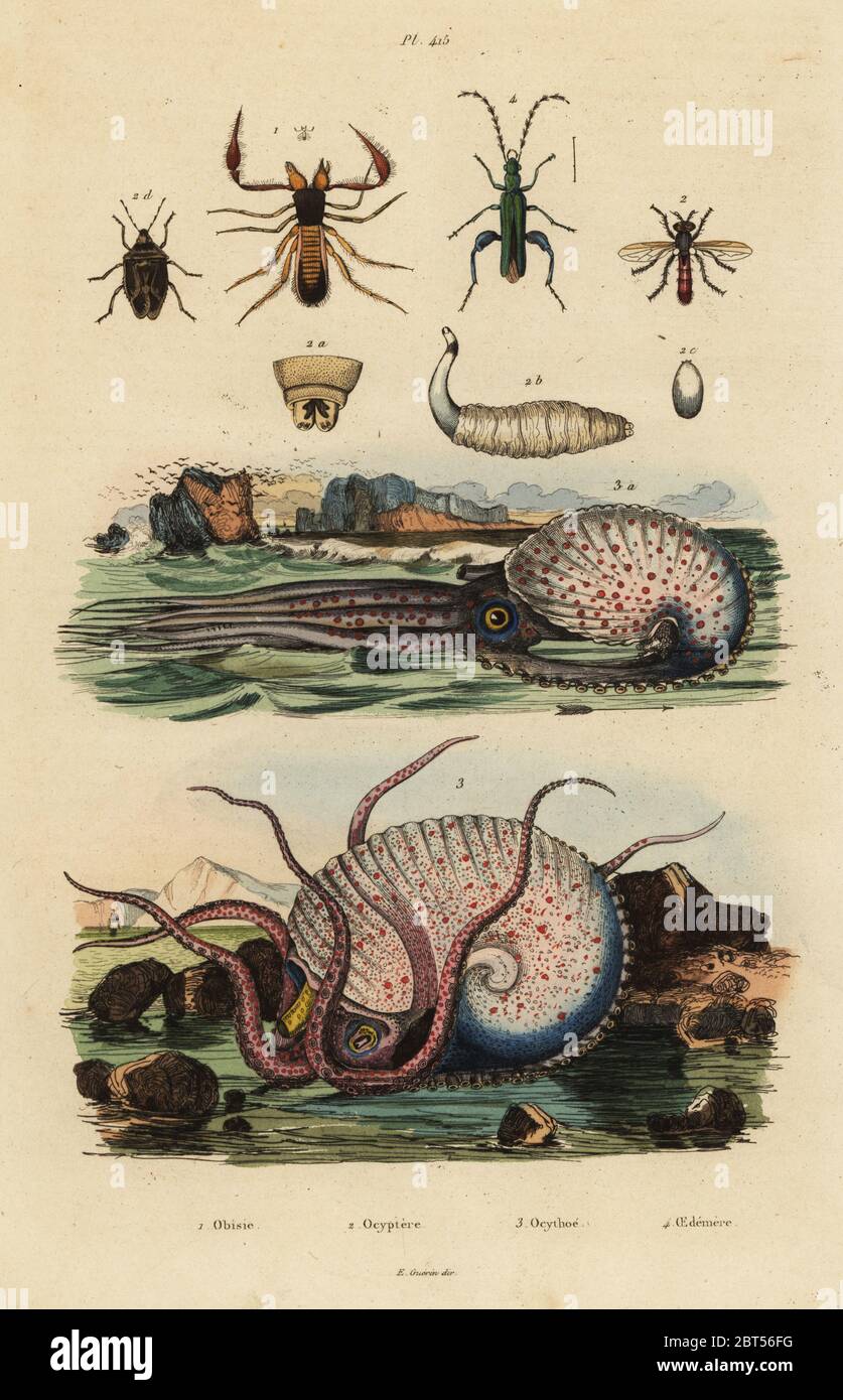 Pseudoscorpion, Chthonius orthodactylus 1, Octyptera bicolor 2, tuberculate pelagic octopus, Ocythoe tuberculata 3, and false oil beetle, Oedemera nobilis 4. Obisie, Ocyptere, Ocythoe, Oedemere. Handcoloured steel engraving by du Casse after an illustration by Adolph Fries from Felix-Edouard Guerin-Meneville's Dictionnaire Pittoresque d'Histoire Naturelle (Picturesque Dictionary of Natural History), Paris, 1834-39. Stock Photo