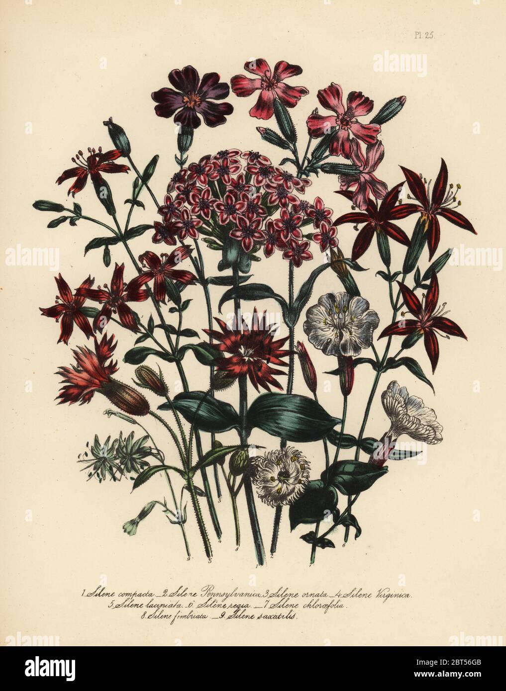 Compact-flowered catchfly, Silene compacta, American wild pink, S. pennsylvanica, ornatental catchfly, S. ornata, Virginian catchfly, S. virginica, cut-flowered catchfly, S. jaciniata, royal catchfly, S. regia, chlora-leaved catchfly, S. chloraefolia, fringed catchfly, S. fimbriata, and stone catchfly, S. saxatilis. Handfinished chromolithograph by Henry Noel Humphreys after an illustration by Jane Loudon from Mrs. Jane Loudon's Ladies Flower Garden of Ornamental Perennials, William S. Orr, London, 1849. Stock Photo
