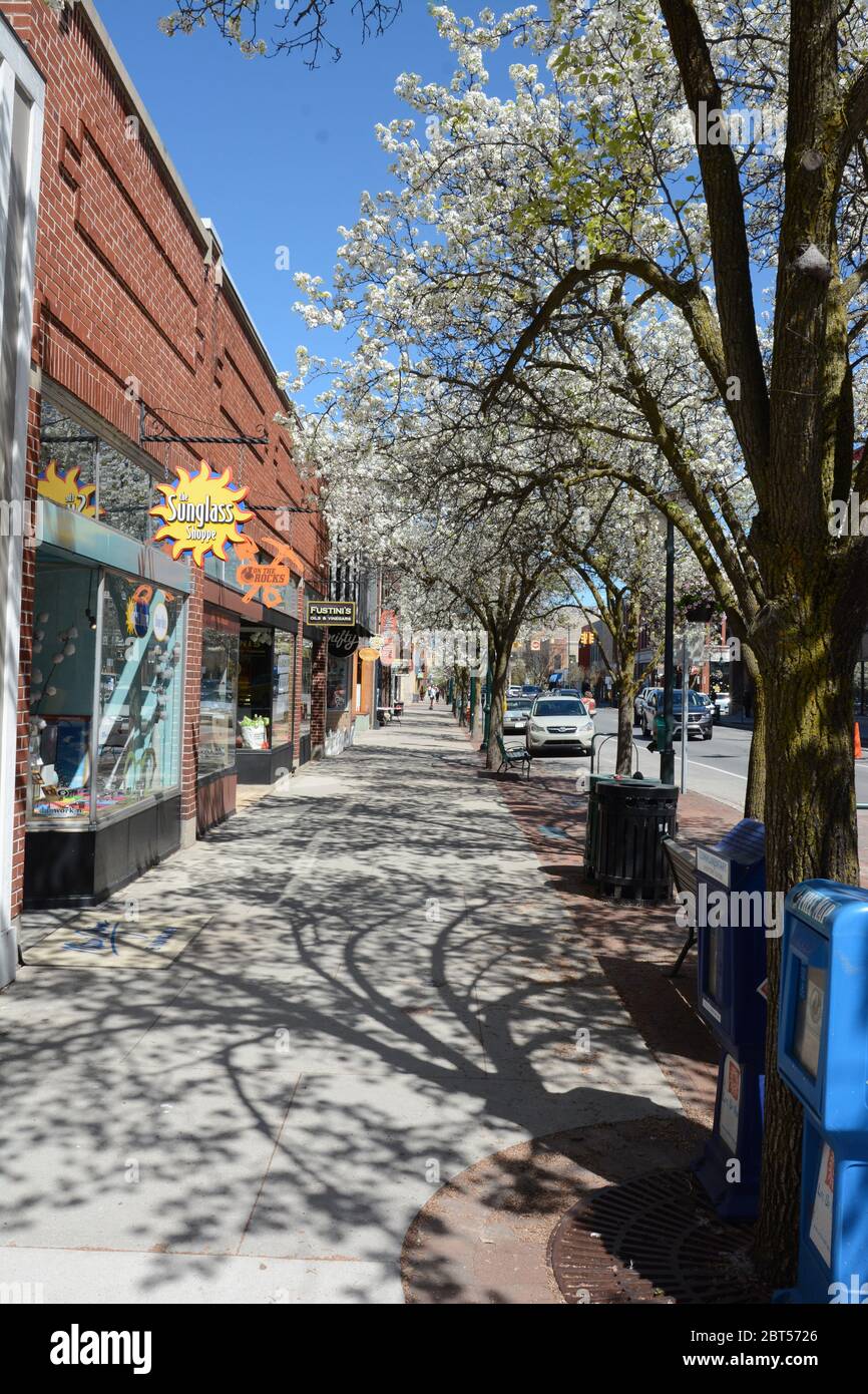 Cherry trees in bloom in the spring in downtown shopping district in Traverse City, Michigan. Stock Photo