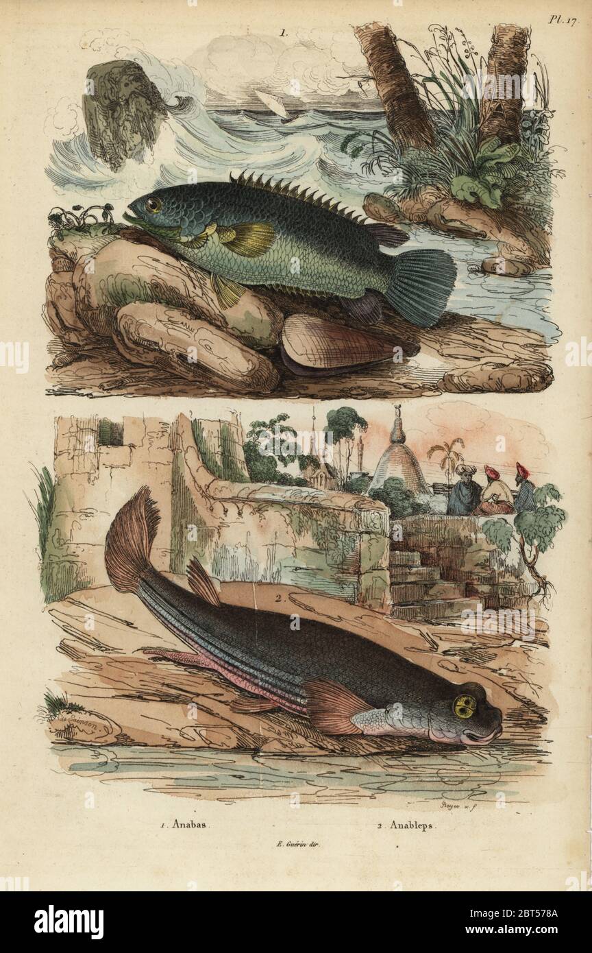 Climbing perch, Anabas testudineus 1, and four-eyed fish, Anableps anableps 2. Handcoloured steel engraving by Beyer after an illustration by de Sainson from Felix-Edouard Guerin-Meneville's Dictionnaire Pittoresque d'Histoire Naturelle (Picturesque Dictionary of Natural History), Paris, 1834-39. Stock Photo