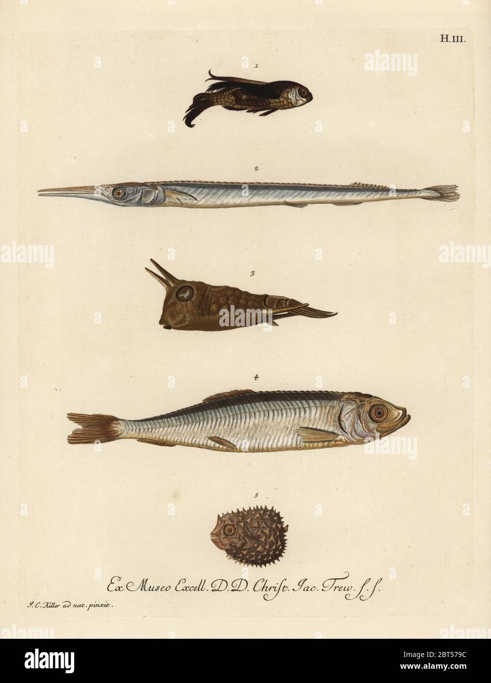 Gurnard, Chelidonichthys species 1, needlefish, Belone belone 2, longhorn cowfish, Lactoria cornuta 3, herring, Clupea harengus 4, and few-spined porcupinefish, Chilomycterus reticulatus 5. Handcoloured copperplate engraving after an illustration by Johann Christoph Keller from Georg Wolfgang Knorr's Deliciae Naturae Selectae of Kabinet van Zeldzaamheden der Natuur, Blusse and Son, Nuremberg, 1771. Specimens from a Wunderkammer or Cabinet of Curiosities owned by Dr. Christoph Jacob Trew in Nuremberg. Stock Photo