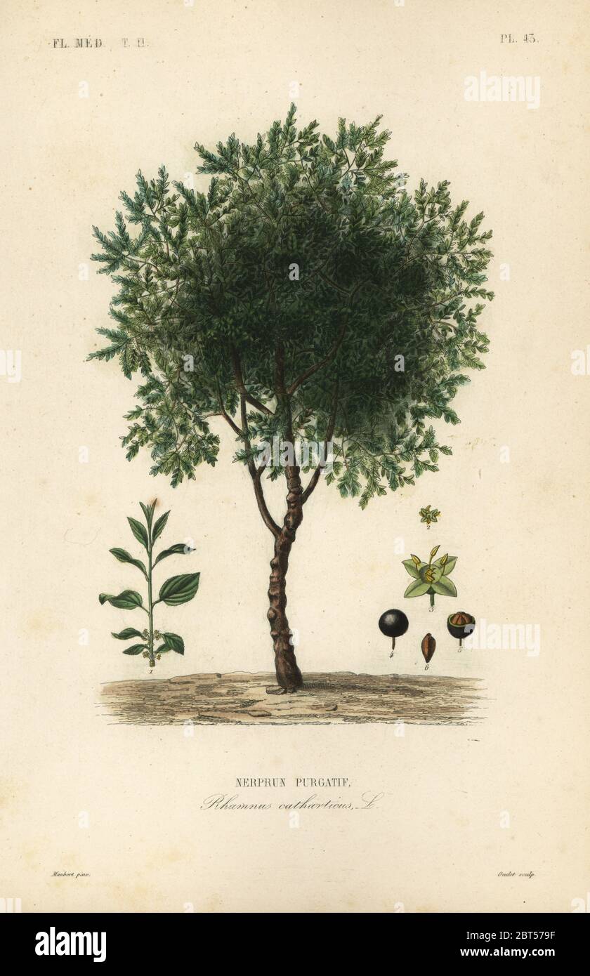 Purging buckthorn tree, Rhamnus cathartica, Rhamnus catharticus, Nerprun purgatif. Handcoloured steel engraving by Oudet after a botanical illustration by Edouard Maubert from Pierre Oscar Reveil, A. Dupuis, Fr. Gerard and Francois Herincqs La Regne Vegetal: Flore Medicale, L. Guerin, Paris, 1864-1871. Stock Photo