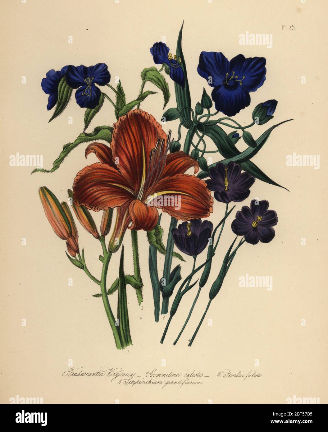 Common spiderwort, Tradescantia virginica, sky-blue commelin, Commelina caelestis, copper-coloured day lily, Funkia fulva, and large-flowered sisyrinchium, Sisyrinchium grandiflorum. Handfinished chromolithograph by Henry Noel Humphreys after an illustration by Jane Loudon from Mrs. Jane Loudon's Ladies Flower Garden of Ornamental Perennials, William S. Orr, London, 1849. Stock Photo