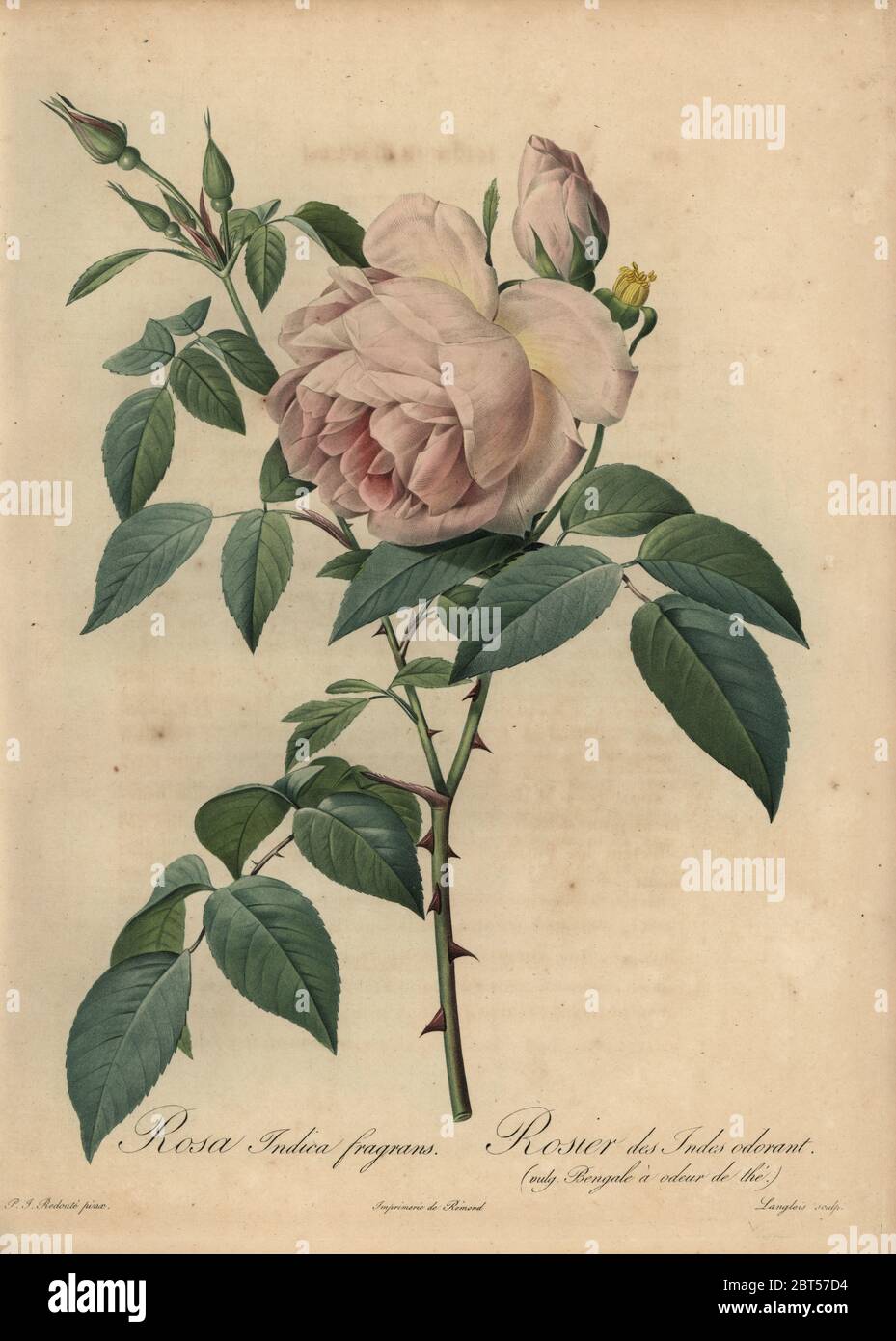 Pale-pink tea-scented rose, Rosa odorata. Rosa indica fragrans, Rosier des Indes odorant. Bengale a odeur de the. Stipple copperplate engraving by Pierre Gabriel Langlois handcoloured a la poupee after a botanical illustration by Pierre-Joseph Redoute from the first folio edition of Les Roses, Firmin Didot, Paris, 1817. Stock Photo
