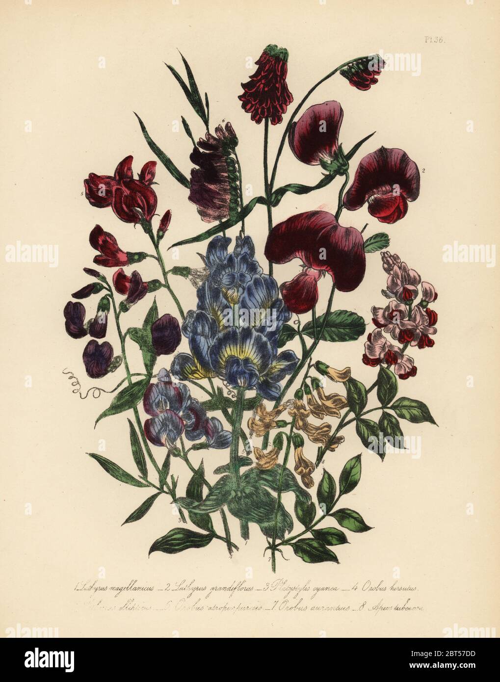 Lord Anson's pea, Lathyrus magellanicus, large-flowered everlasting pea, Lathyrus grandiflorus, blue-flowered platystylis, Platystylis cyanea, hairy bitter vetch, Orobus hirsutus, elliptic-leaved everlasting pea, Lathyrus ellipticus, dark purple bitter vetch, Orobus atro-purpureus, orange-coloured bitter vetch, Orobus aurantius, and Virginian earth nut, Apios tuberosa. Handfinished chromolithograph by Henry Noel Humphreys after an illustration by Jane Loudon from Mrs. Jane Loudon's Ladies Flower Garden of Ornamental Perennials, William S. Orr, London, 1849. Stock Photo