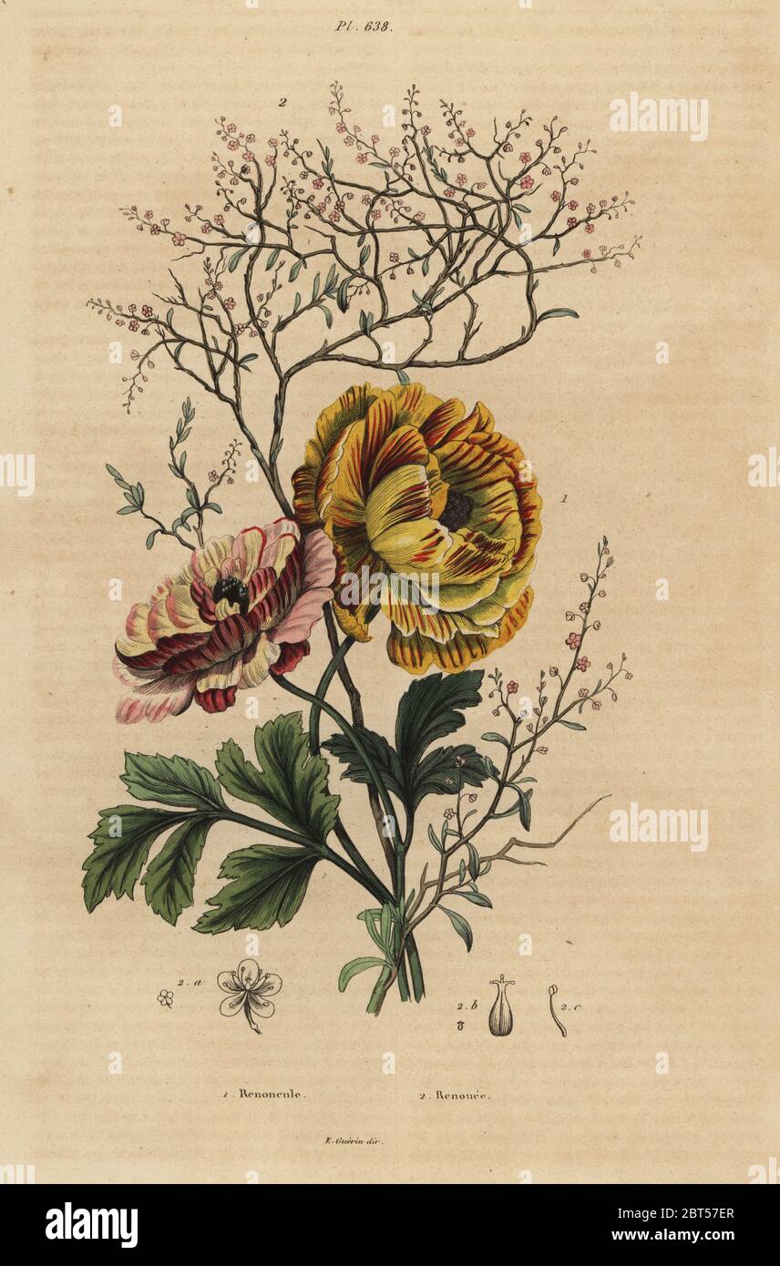 Persian buttercup, Ranunculus asiaticus 1, and Chinese indigo, Persicaria tinctoria 2. Renoncule, Renouee. Handcoloured steel engraving from Felix-Edouard Guerin-Meneville's Dictionnaire Pittoresque d'Histoire Naturelle (Picturesque Dictionary of Natural History), Paris, 1834-39. Stock Photo