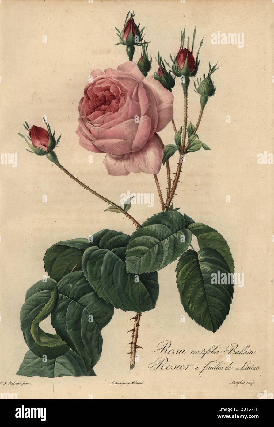 Pink lettuce rose Bullata, Rosa centifolia, Rosier a feuilles de laitue. Stipple copperplate engraving by Pierre Gabriel Langlois handcoloured a la poupee after a botanical illustration by Pierre-Joseph Redoute from the first folio edition of Les Roses, Firmin Didot, Paris, 1817. Stock Photo