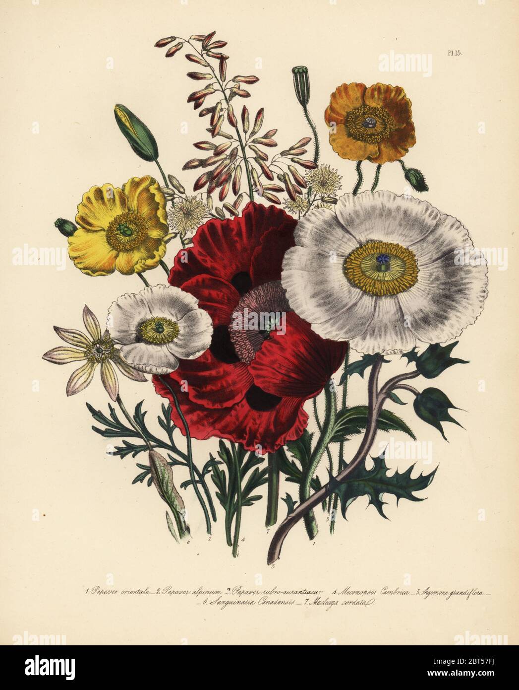 Oriental poppy, Papaver orientale, alpine poppy, Papaver alpinum, orange-red poppy, P. rubro-aurantiacum, common Welsh poppy, Meconopsis cambrica, large-flowered prickly poppy, Argemone grandiflora, Canadian bloodroot, Sanguinaria canadensis, and cordate-leaved macleaya, Macleaya cordata. Handfinished chromolithograph by Henry Noel Humphreys after an illustration by Jane Loudon from Mrs. Jane Loudon's Ladies Flower Garden of Ornamental Perennials, William S. Orr, London, 1849. Stock Photo