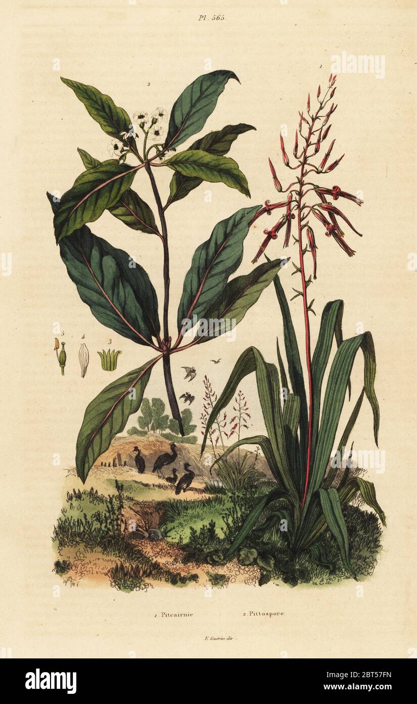Pitcairnia bifrons 1, and Victorian box tree, Pittosporum undulatum 2. Pitcairnie, Pittospore. Handcoloured steel engraving by du Casse after an illustration by Adolph Fries from Felix-Edouard Guerin-Meneville's Dictionnaire Pittoresque d'Histoire Naturelle (Picturesque Dictionary of Natural History), Paris, 1834-39. Stock Photo