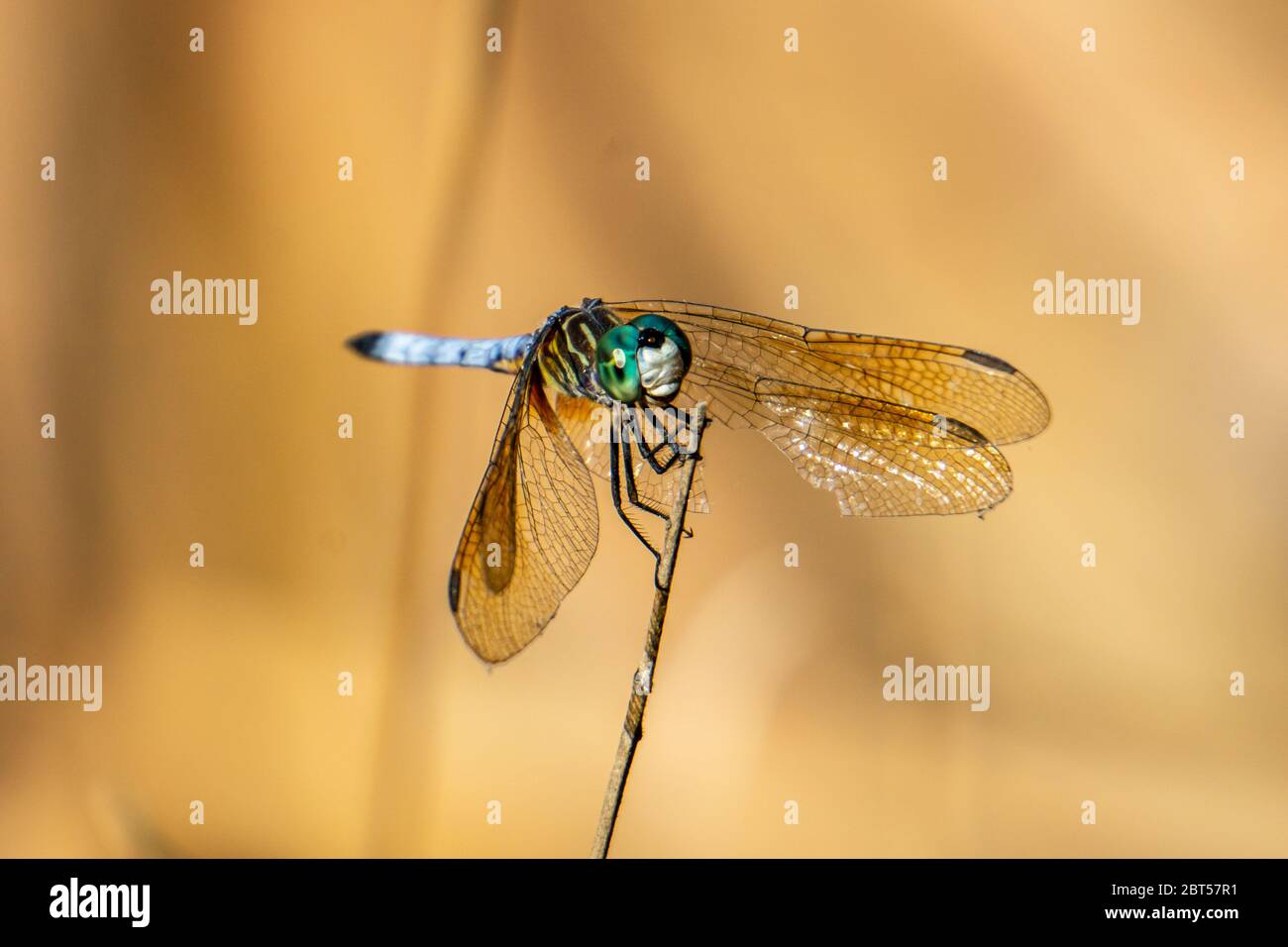 Male Blue Dasher Dragonfly (Pachydiplax longipennis) standing on a ...