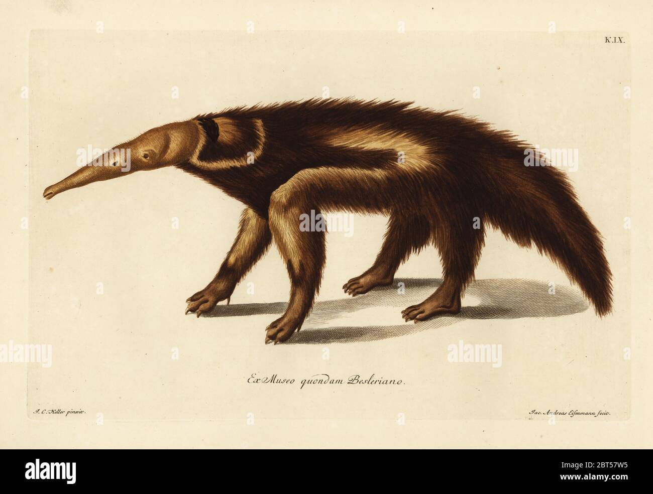 Giant anteater or ant bear, Myrmecophaga tridactyla (Le chasseur de fourmis, Tamadua guacu). Handcoloured copperplate engraving by Jakob-Andreas Eisemann after an illustration by Johann Christoph Keller from Georg Wolfgang Knorr's Deliciae Naturae Selectae of Kabinet van Zeldzaamheden der Natuur, Blusse and Son, Nuremberg, 1771. Specimen from a Wunderkammer or Cabinet of Curiosities of Basilius Besler and Michael Besler. Stock Photo