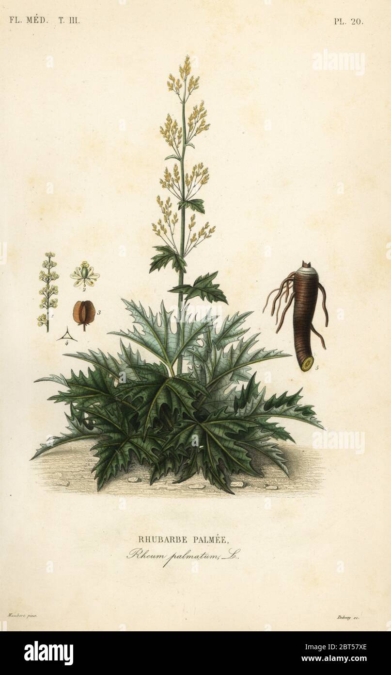 Chinese rhubarb or rhubarb root, Rheum palmatum, Rhubarbe palmee. Handcoloured steel engraving by Debray after a botanical illustration by Edouard Maubert from Pierre Oscar Reveil, A. Dupuis, Fr. Gerard and Francois Herincqs La Regne Vegetal: Flore Medicale, L. Guerin, Paris, 1864-1871. Stock Photo