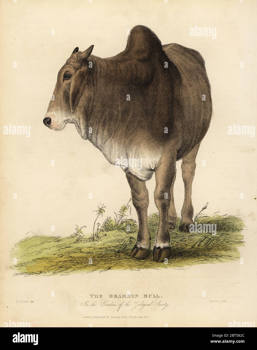 Brahmin Bull Hi Res Stock Photography And Images Alamy