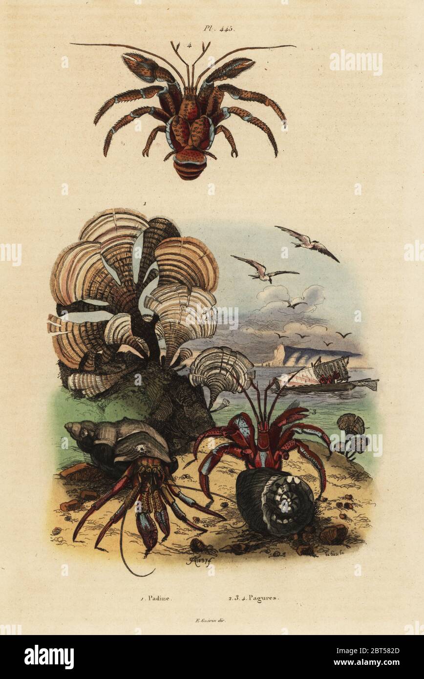 Peacocks tail algae, Padina pavonica 1, common hermit crab, Pagurus bernhardus 2, blue-eyed hermit crab, Paragiopagurus diogenes 3, and Pagurus alatus 4. Padine, Pagures. Handcoloured steel engraving by du Casse after an illustration by Adolph Fries from Felix-Edouard Guerin-Meneville's Dictionnaire Pittoresque d'Histoire Naturelle (Picturesque Dictionary of Natural History), Paris, 1834-39. Stock Photo
