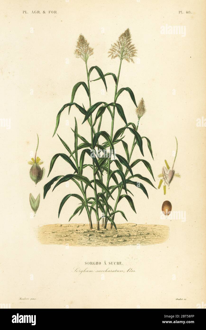 Sorghum grass, great millet, durra, jowari or milo, Sorghum bicolor, Sorghum saccharatum, Sorgho a sucre. Handcoloured steel engraving by Oudet after a botanical illustration by Edouard Maubert from Pierre Oscar Reveil, A. Dupuis, Fr. Gerard and Francois Herincqs La Regne Vegetal: Planets Agricoles et Forestieres, L. Guerin, Paris, 1864-1871. Stock Photo