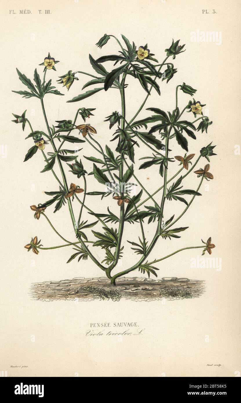 Heartsease or love in idleness, Viola tricolor, Pensee sauvage. Handcoloured steel engraving by Alphonse-Leon Noel after a botanical illustration by Edouard Maubert from Pierre Oscar Reveil, A. Dupuis, Fr. Gerard and Francois Herincqs La Regne Vegetal: Flore Medicale, L. Guerin, Paris, 1864-1871. Stock Photo