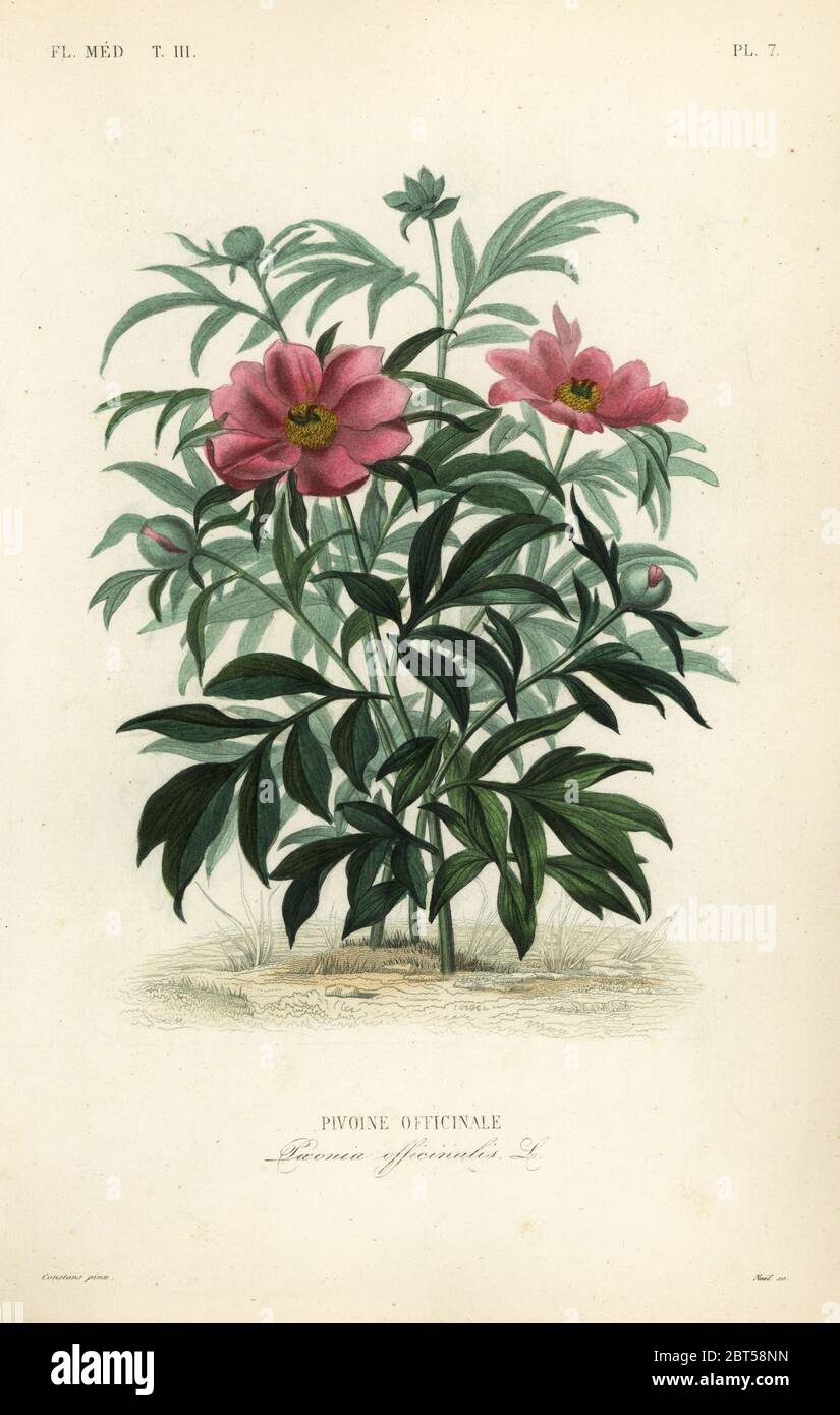 Common peony or garden peony, Paeonia officinalis, Pivoine officinale. Handcoloured steel engraving by Alphonse-Leon Noel after a botanical illustration by Charles Louis Constans from Pierre Oscar Reveil, A. Dupuis, Fr. Gerard and Francois Herincqs La Regne Vegetal: Flore Medicale, L. Guerin, Paris, 1864-1871. Stock Photo