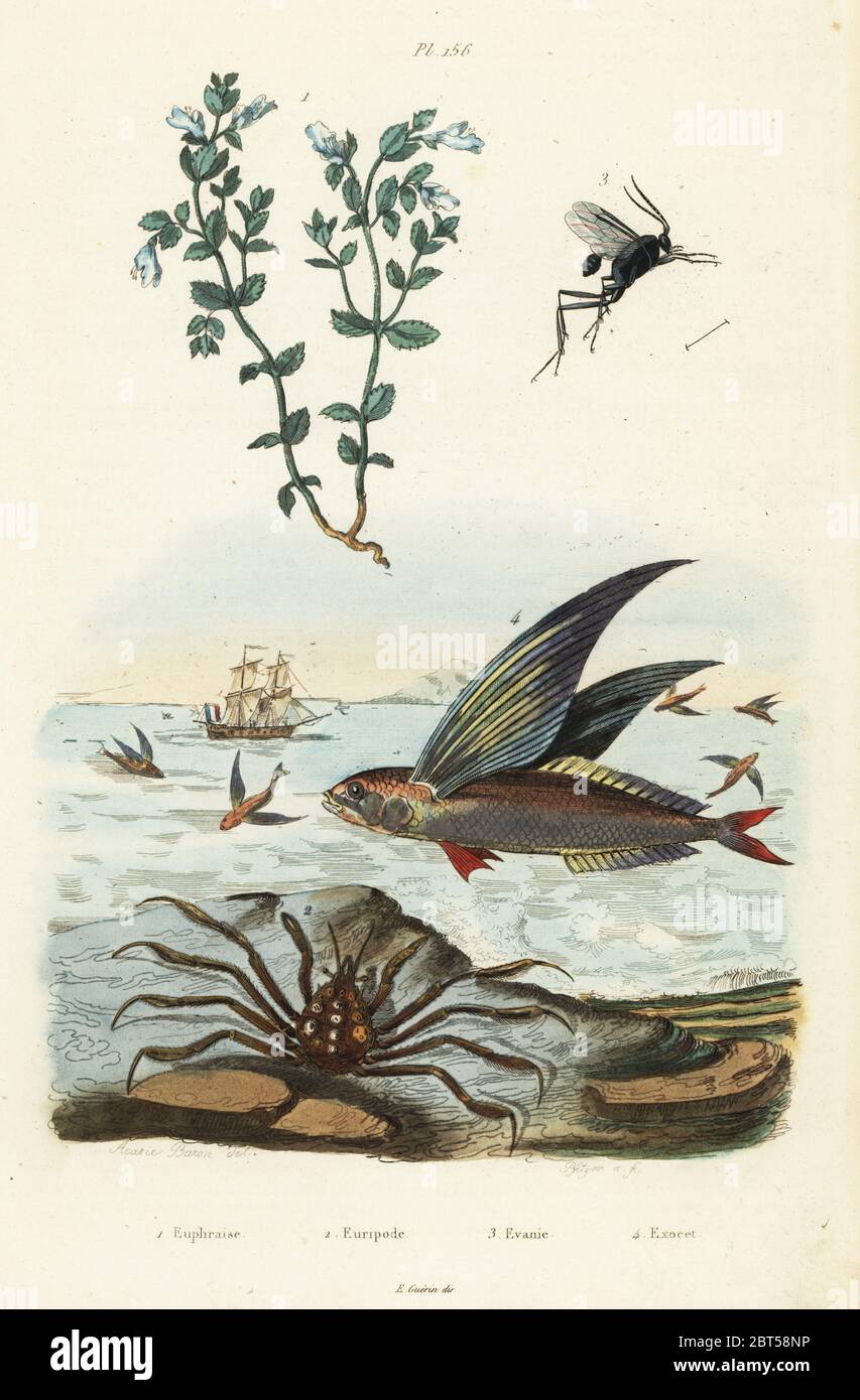 Eyebright, Euphrasia parviflora 1, camouflaged spider crab, Eurypodius latreillii 2, parasitoid wasp, Evania appendigaster 3, bandwing flyingfish, Cheilopogon exsiliens 4. Euphraise, Euripode, Evanie, Exocet. Handcoloured steel engraving by Pfitzer after an illustration by A. Carie Baron from Felix-Edouard Guerin-Meneville's Dictionnaire Pittoresque d'Histoire Naturelle (Picturesque Dictionary of Natural History), Paris, 1834-39. Stock Photo