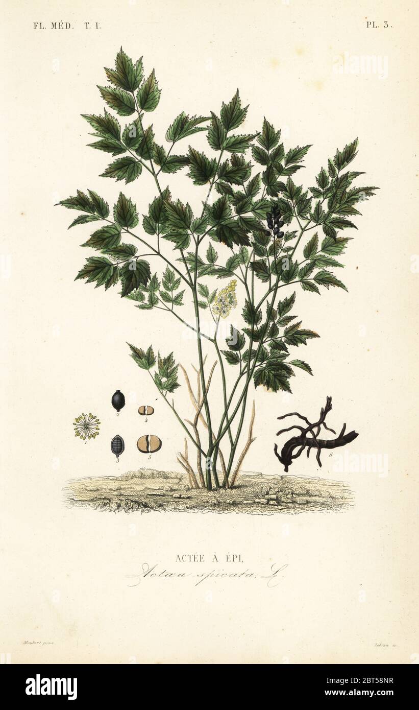 Eurasian baneberry or herb Christopher, Actaea spicata, Actee a epi. Handcoloured steel engraving by Lebrun after a botanical illustration by Edouard Maubert from Pierre Oscar Reveil, A. Dupuis, Fr. Gerard and Francois Herincqs La Regne Vegetal: Flore Medicale, L. Guerin, Paris, 1864-1871. Stock Photo