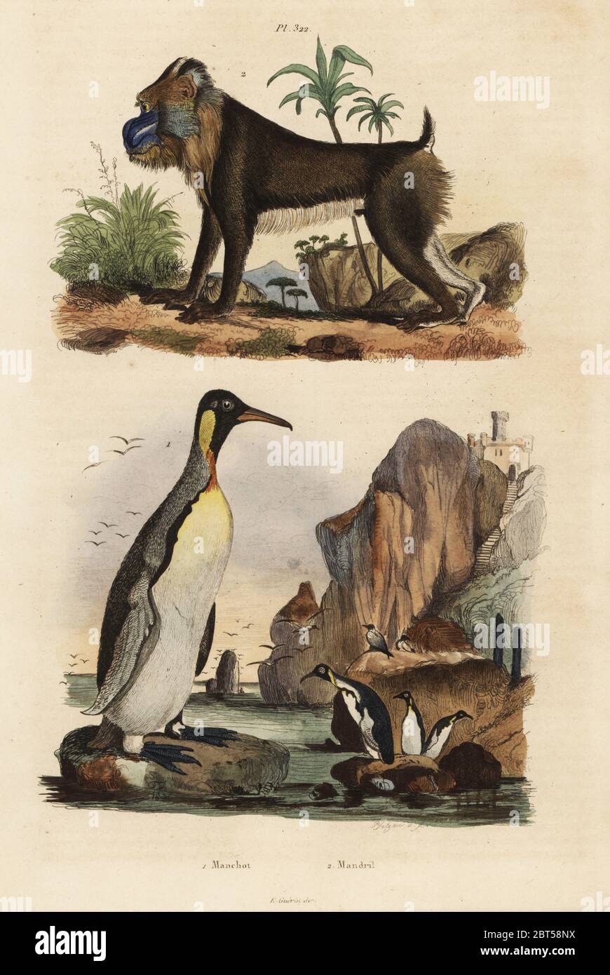 King penguin, Aptenodytes patagonicus 1, and mandrill, Mandrillus sphinx, vulnerable, 2. Manchot, mandril. Handcoloured steel engraving by Pfitzer after an illustration by Adolph Fries from Felix-Edouard Guerin-Meneville's Dictionnaire Pittoresque d'Histoire . Naturelle (Picturesque Dictionary of Natural History), Paris, 1834-39. Stock Photo