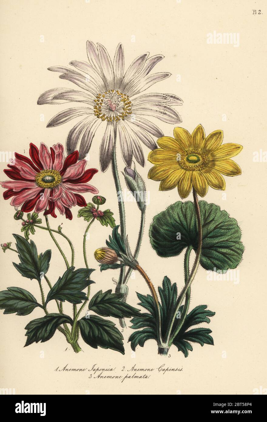 Anemone species: Japanese anemone, Anemone japonica, Cape anemone, Anemone capensis, and yellow anemone, Anemone palmata. Handfinished chromolithograph by Noel Humphreys after an illustration by Jane Loudon from Mrs. Jane Loudon's Ladies Flower Garden or Ornamental Greenhouse Plants, William S. Orr, London, 1849. Stock Photo